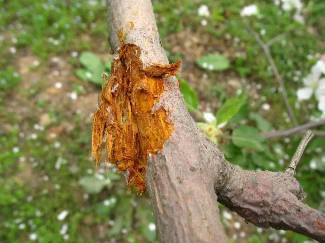 苹果树腐烂病最新方法如下