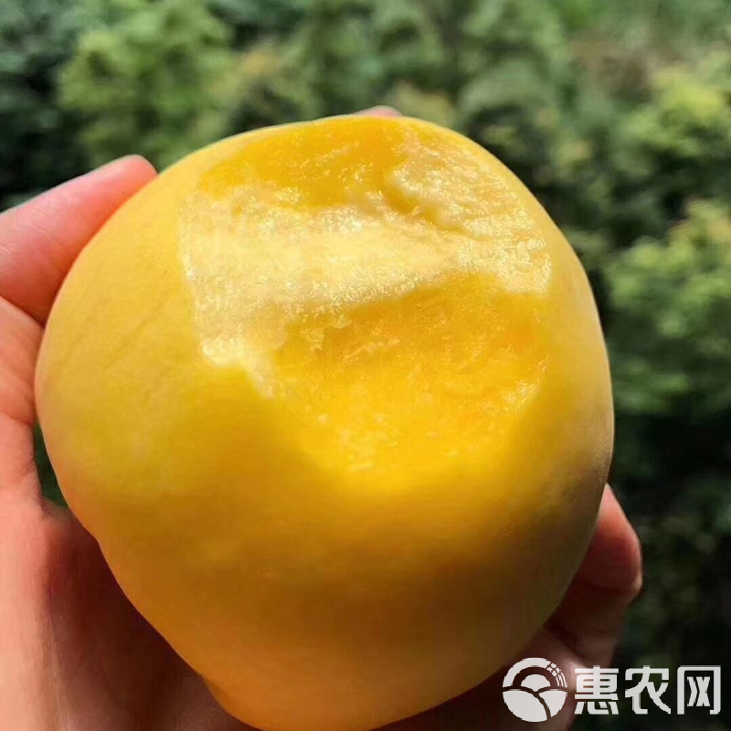 鲜食黄桃最新品种